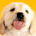 Licking Doggy Live Wallpaper apk