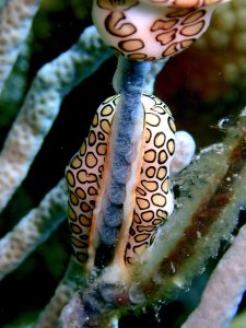 Close up image of underside of flamingo tongue sea snail that is laying translucent white eggs on thin coral branch in Cozumel. My original photo, taken while diving. 