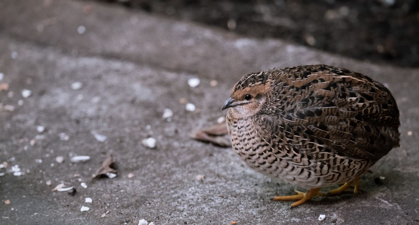 Eastern Common Quail