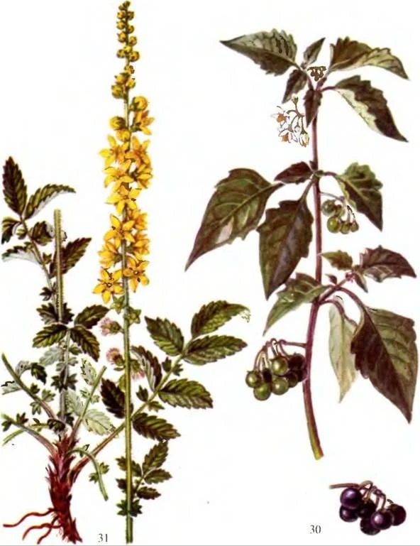 D:\0 wd yedek\acr yedek\1 film indirme\sovremennaya_fitoterapiya_dosyalar\image138.jpg