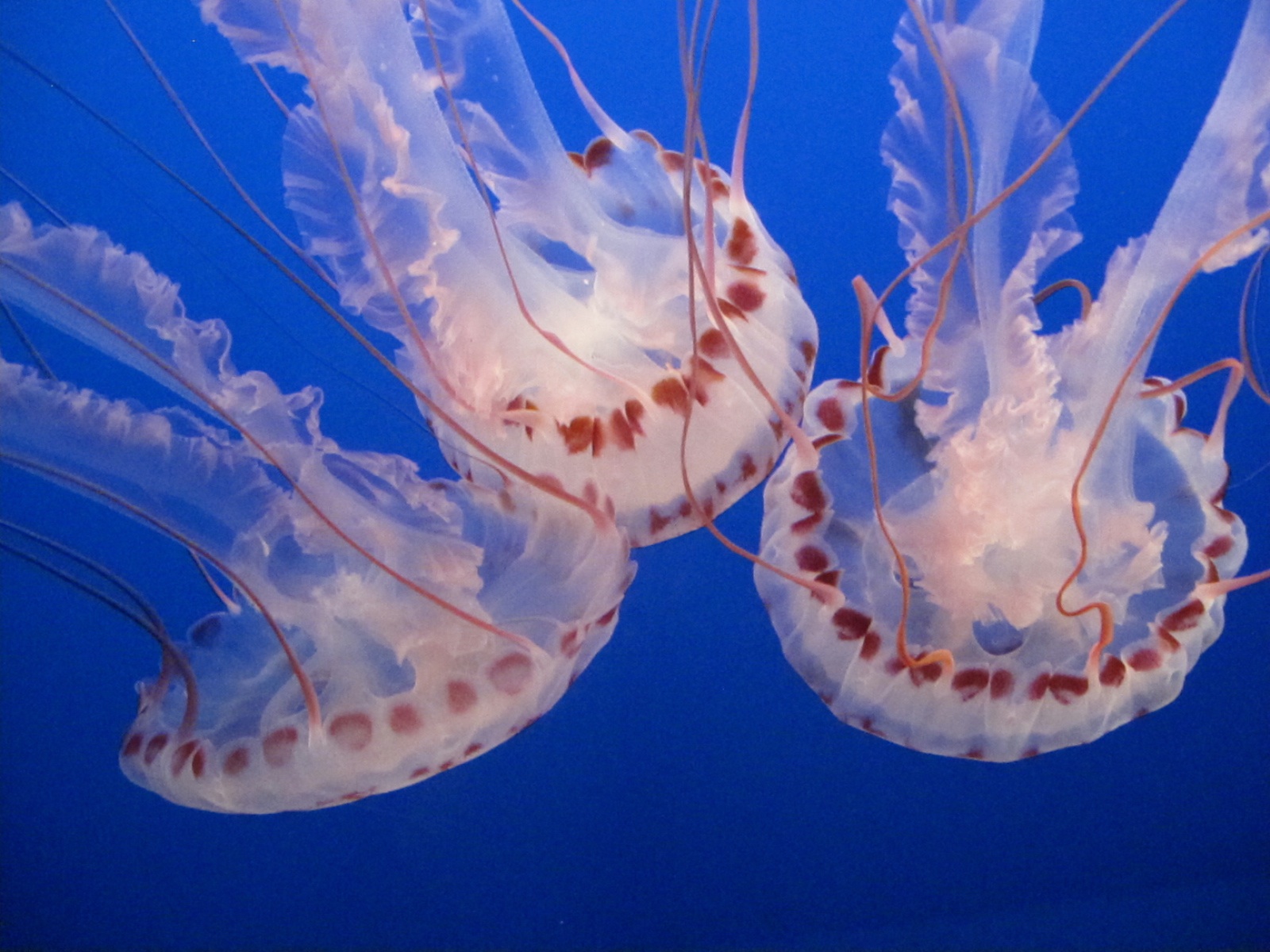 File:Jellyfish, Monterey Bay