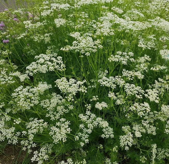 Annual And Biennial Caraway Varieties – Is Caraway Biennial Or Annual