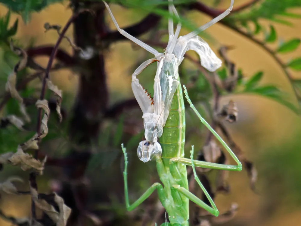 Do Praying Mantises Shed Their Skin