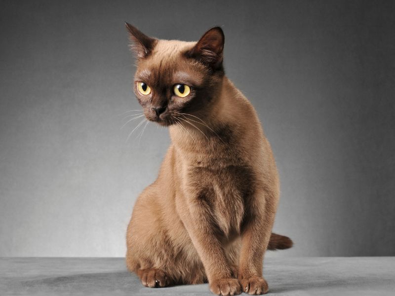 burmese-cat-breed