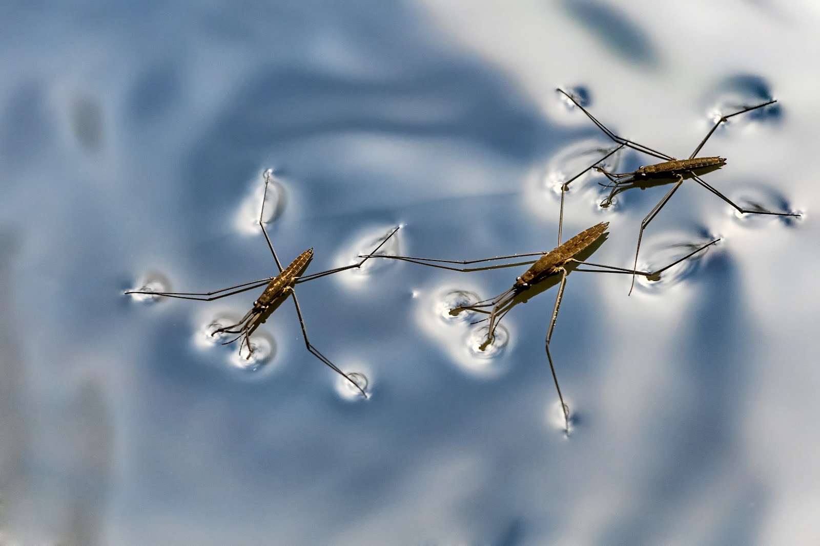 three strider bugs striding across the surface of water 