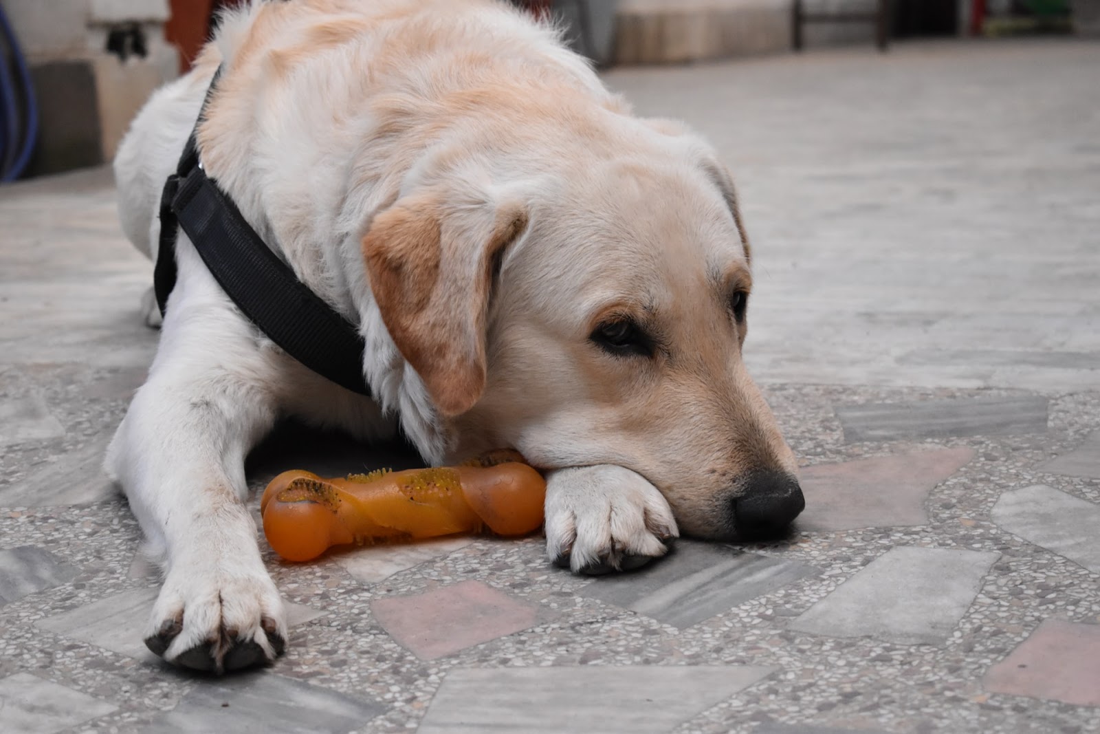 太常餵零食可能會讓狗狗不喜歡吃正餐，造成營養不均衡的情況。