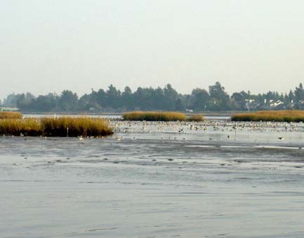 Landscape shot of hybrid cordgrass in San Francisco Bay salt marshes.