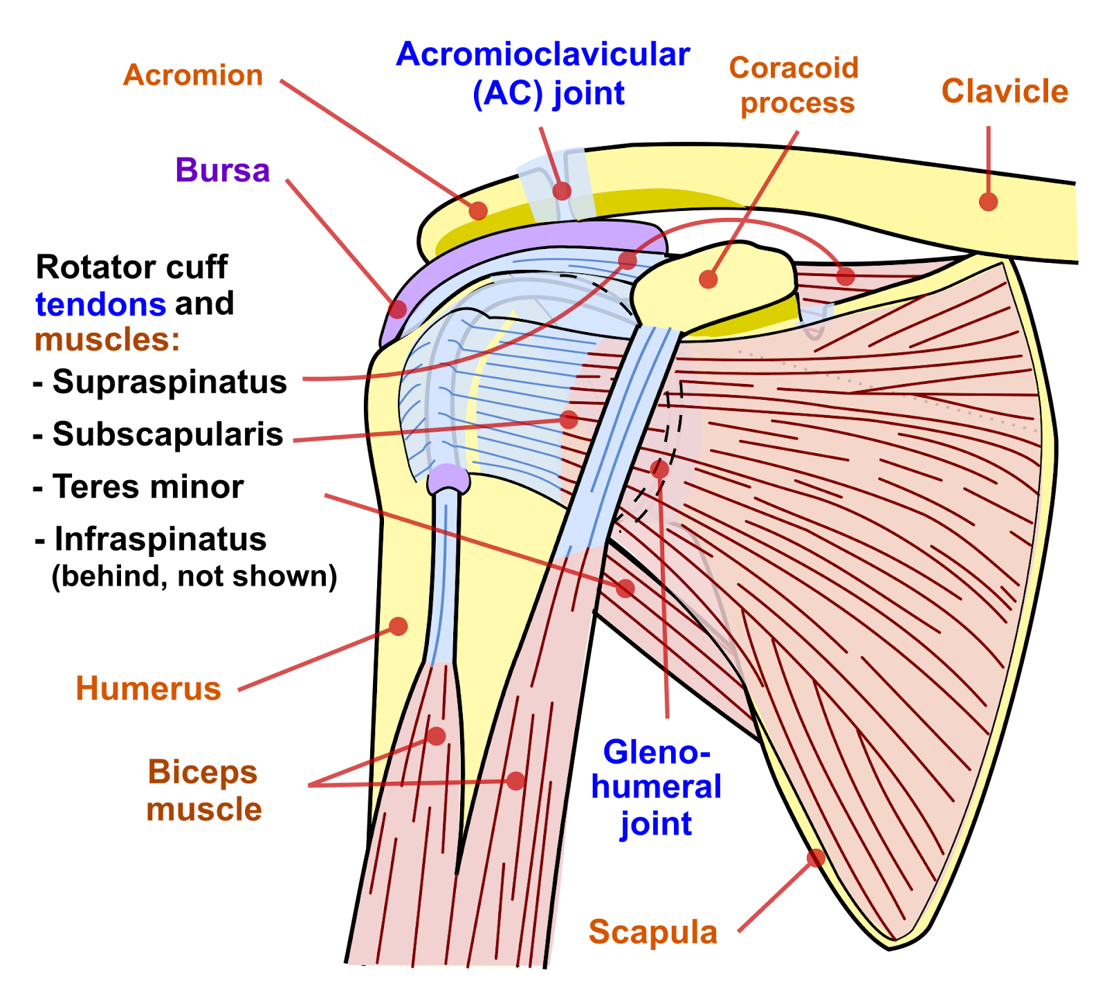 rotator cuff muscles