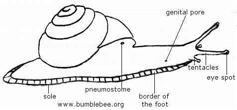 Image result for mud snail diagram
