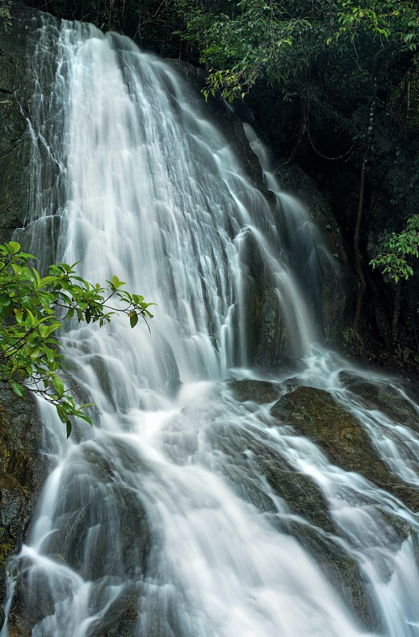 Rainforest surrounded by trees
