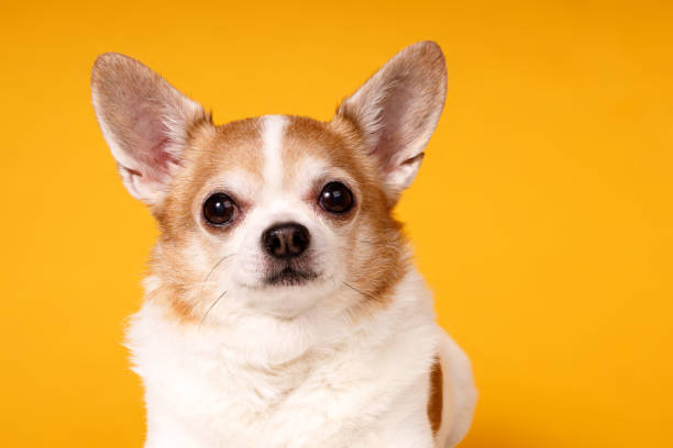 Tips on How to Grow Healthy Chihuahuas
