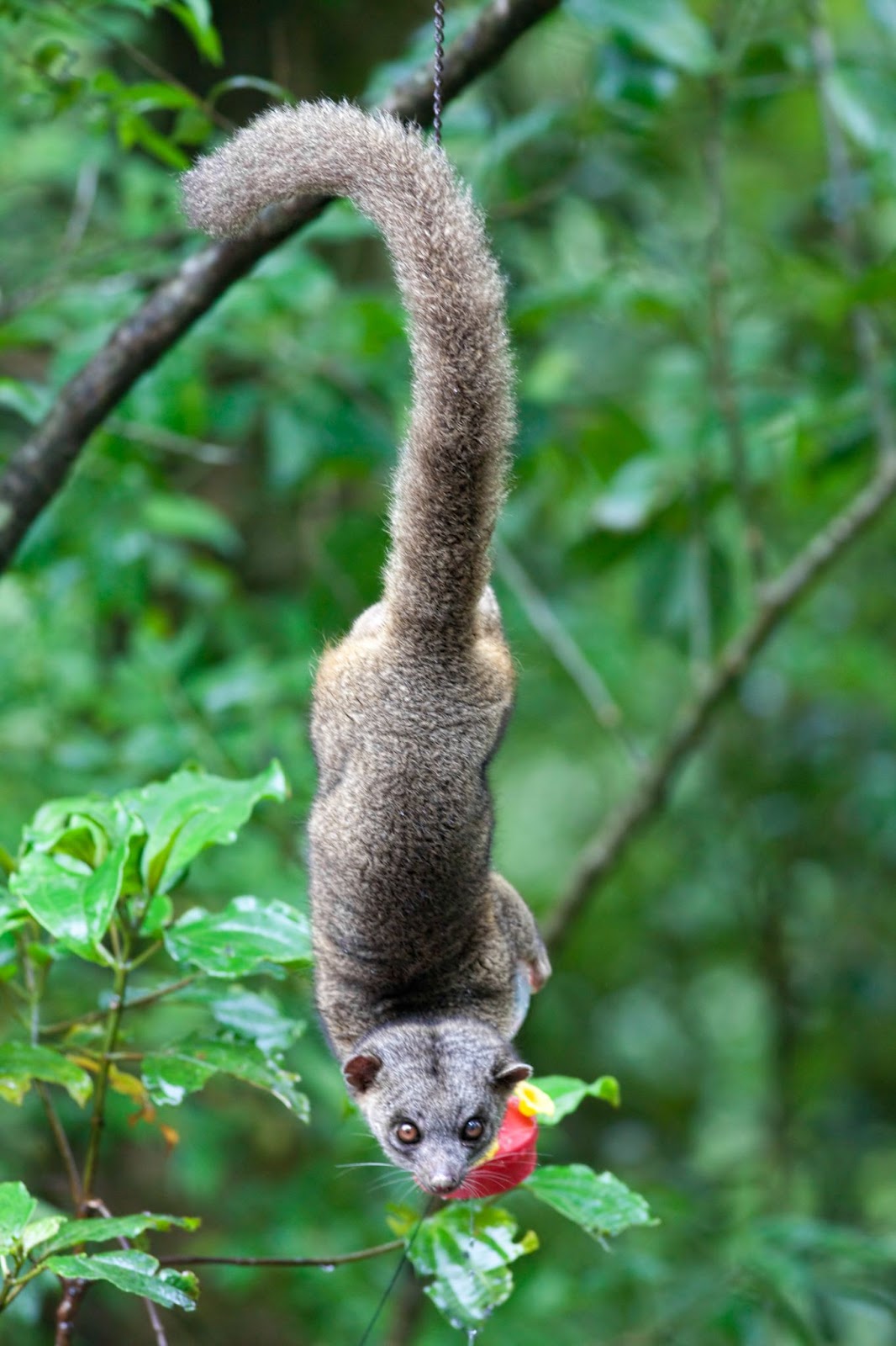 Olingo, Costa Rica