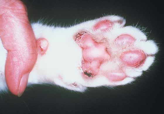 Crusting on the edges of the footpads due to mosquito-bite hypersensitivity in a 5-year-old spayed DSH