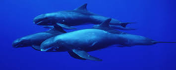 Image result for whales migrate