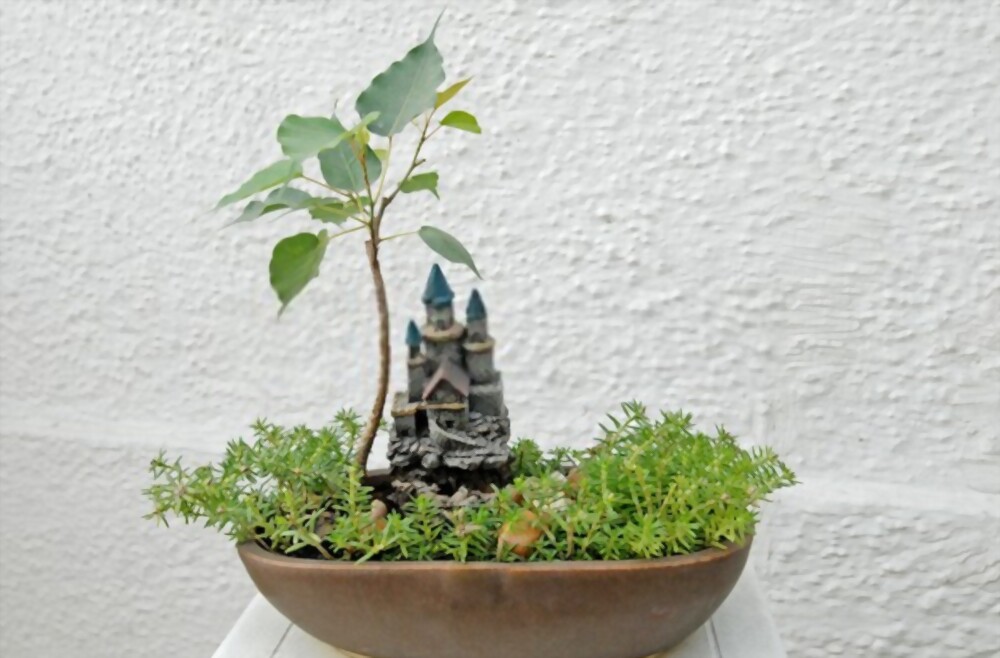 How to Grow and Care for Ficus Religiosa Bonsai (Bodhi Tree Bonsai)