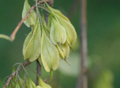 snowdrop tree seeds