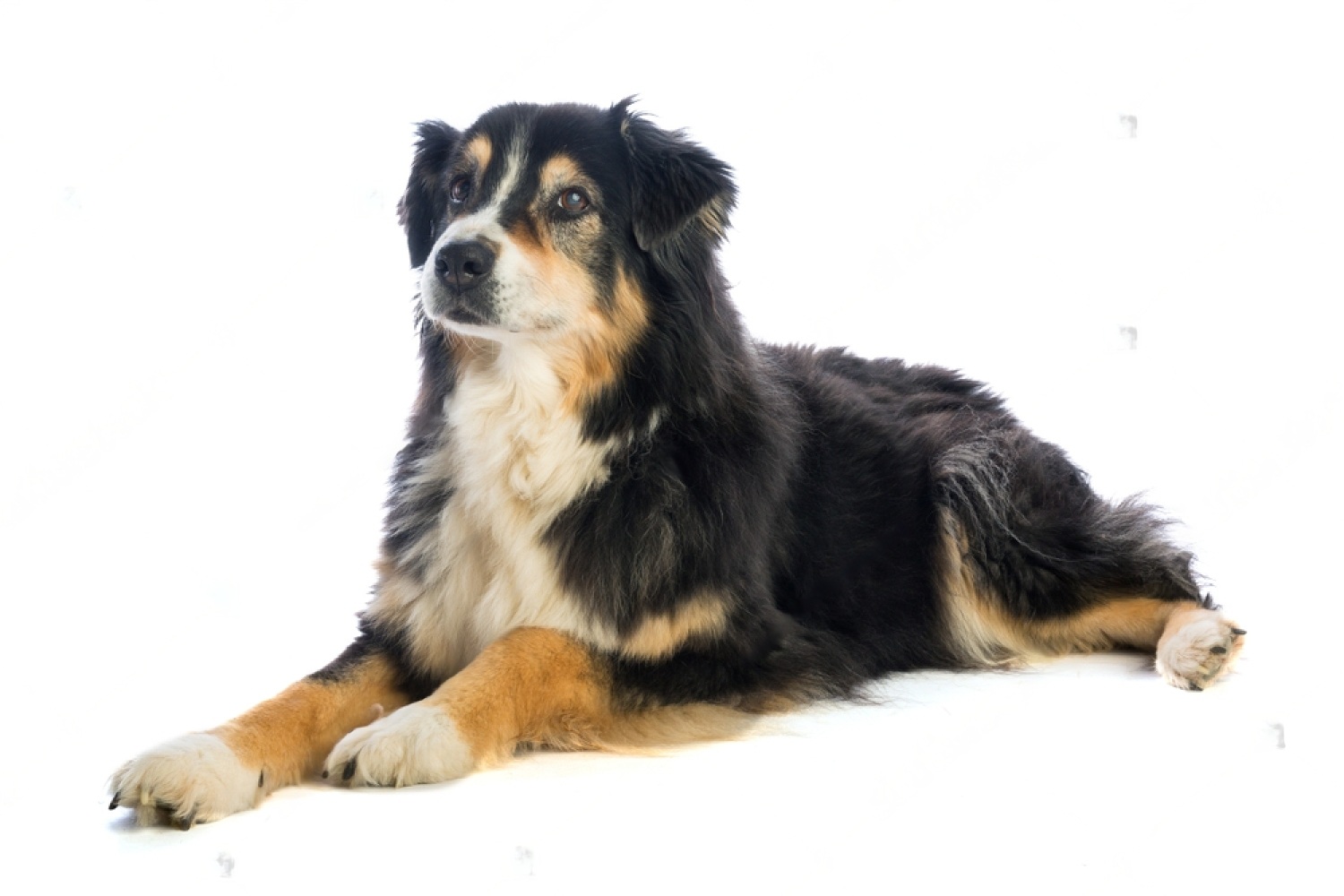 Black Australian Shepherd - Petsmart