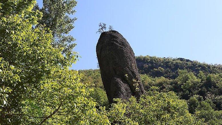 Kayanın üzerinde 75 yıldır duran ağaç