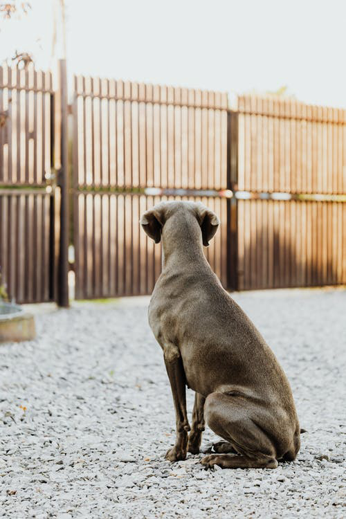 A dog sitting on the ground  Description automatically generated with low confidence