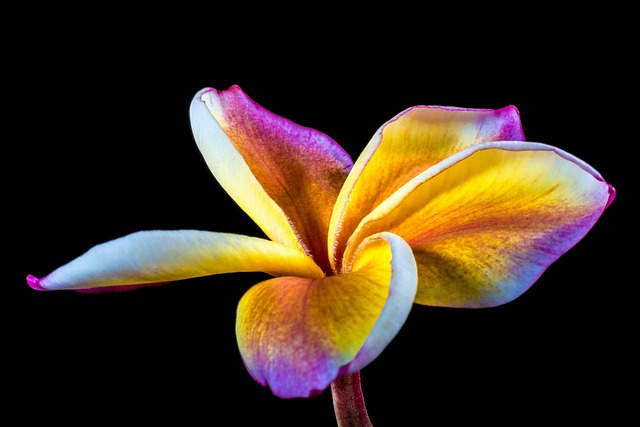 blossom, bloom, flower