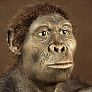 homo habilis