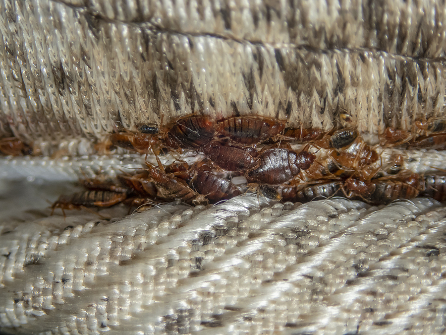 Bed Bugs Infestation Signs