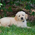 What is the cutest thing you've ever seen a dog do?