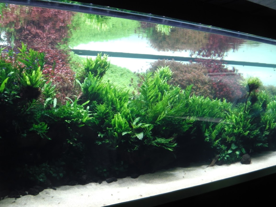 Un aquarium hors du commun....A Lisbonne FMZfePrryPyDPG7z0eNz7XJEmCmgKXZqZeLLeNT0oWw=w1153-h865-no