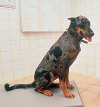 Beauceron on the scale