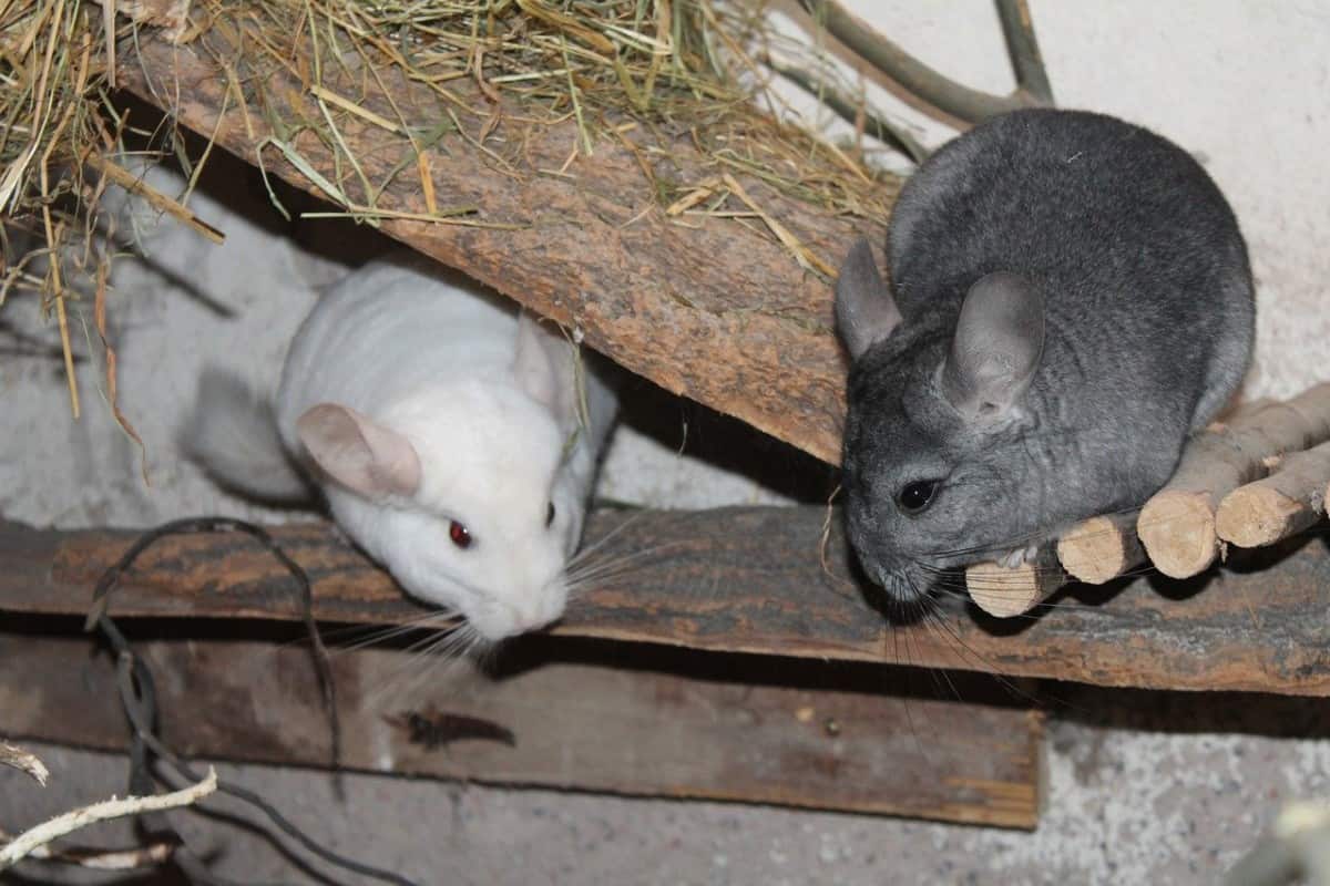 Can Chinchillas See In The Dark