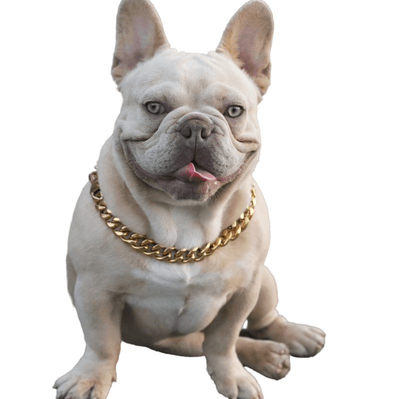 Houston, We Have Puppies! A Comprehensive Guide to Finding French Bulldog Puppies