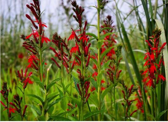 Picture of a Cardinal Flower in a backyard pond landscaped by the Colorado Pond Pros.