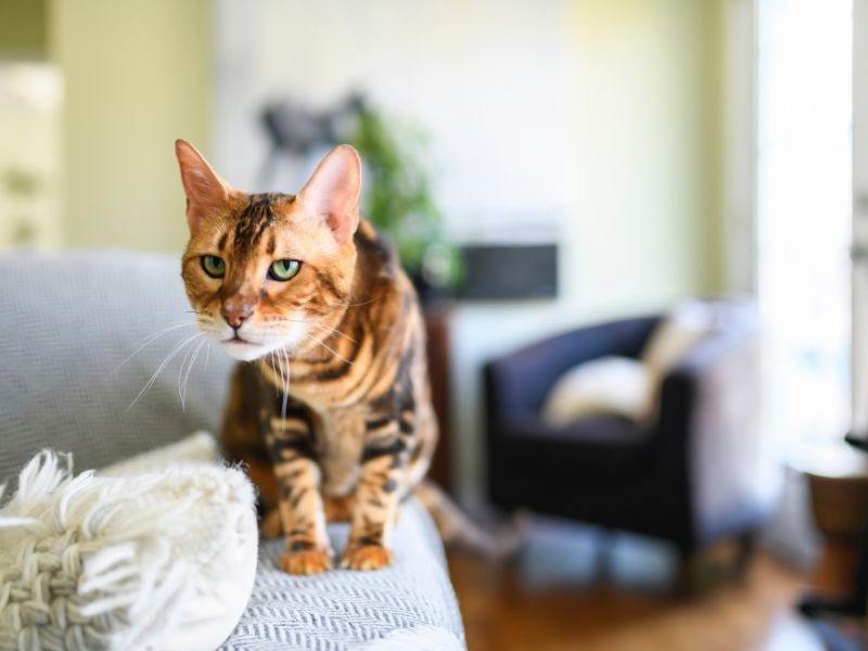 cat-sitting-on-sofa