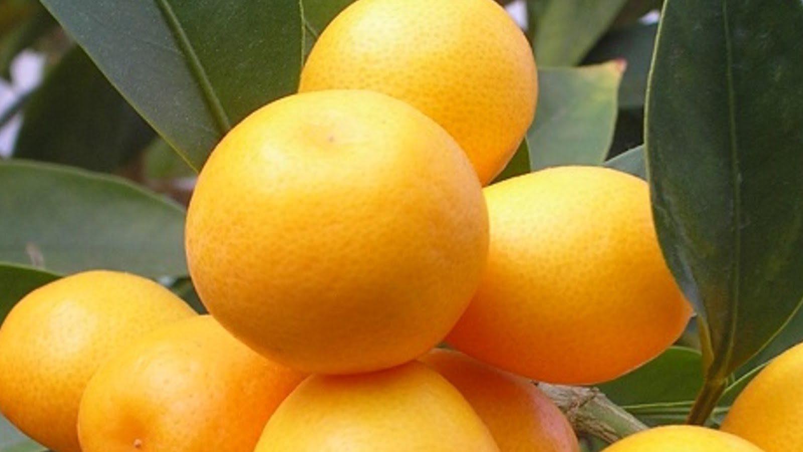 types of kumquats