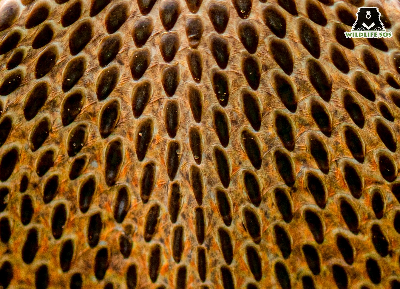 animal bodies are covered with scales