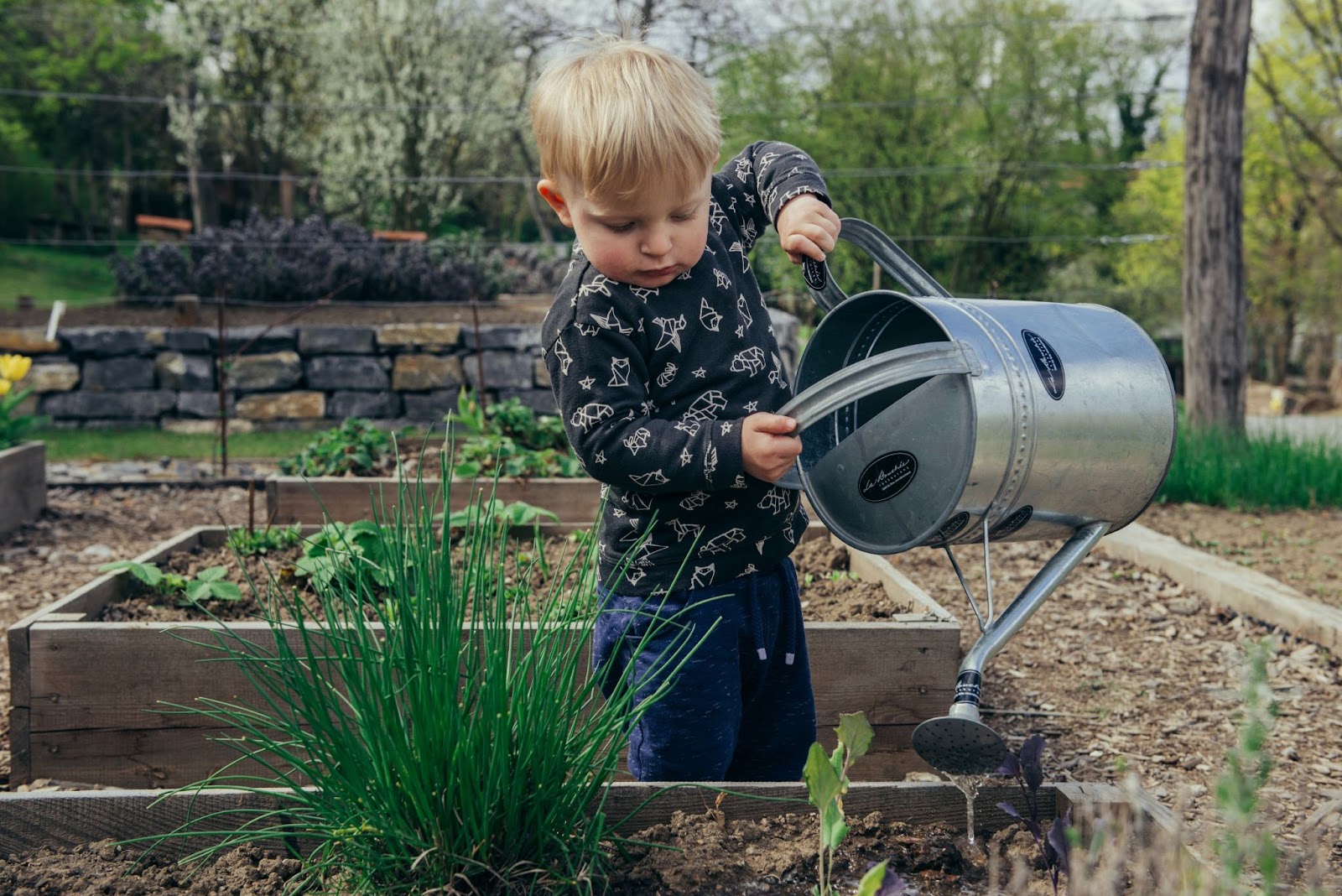 Boy in black and white long-sleeved shirt using a grey metal watering can in raised garden beds