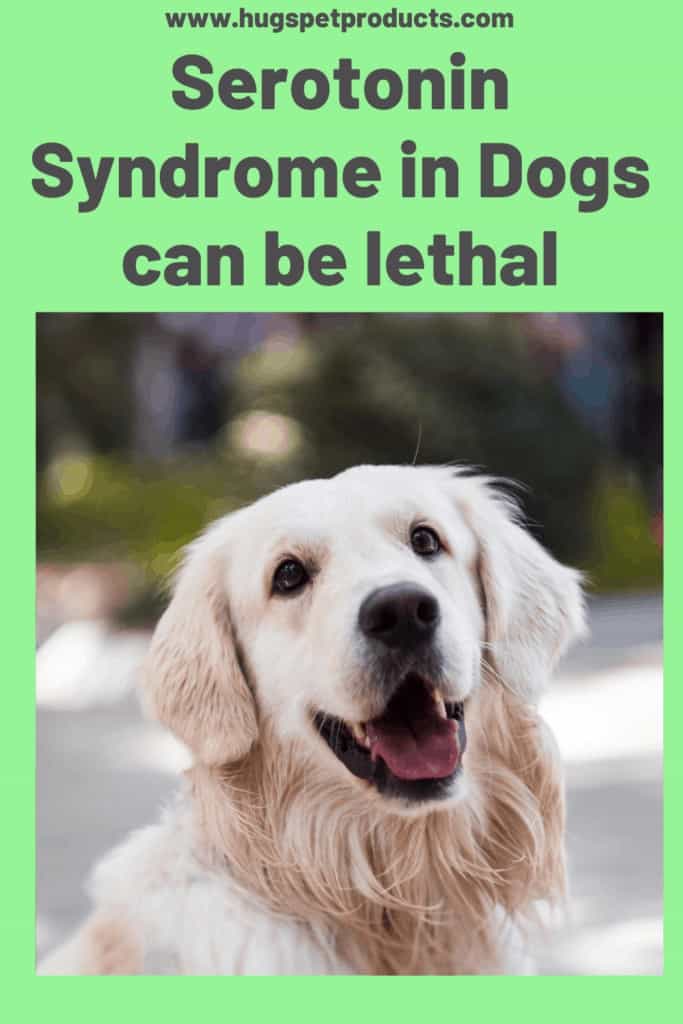 serotonin syndrome in dogs can be lethal