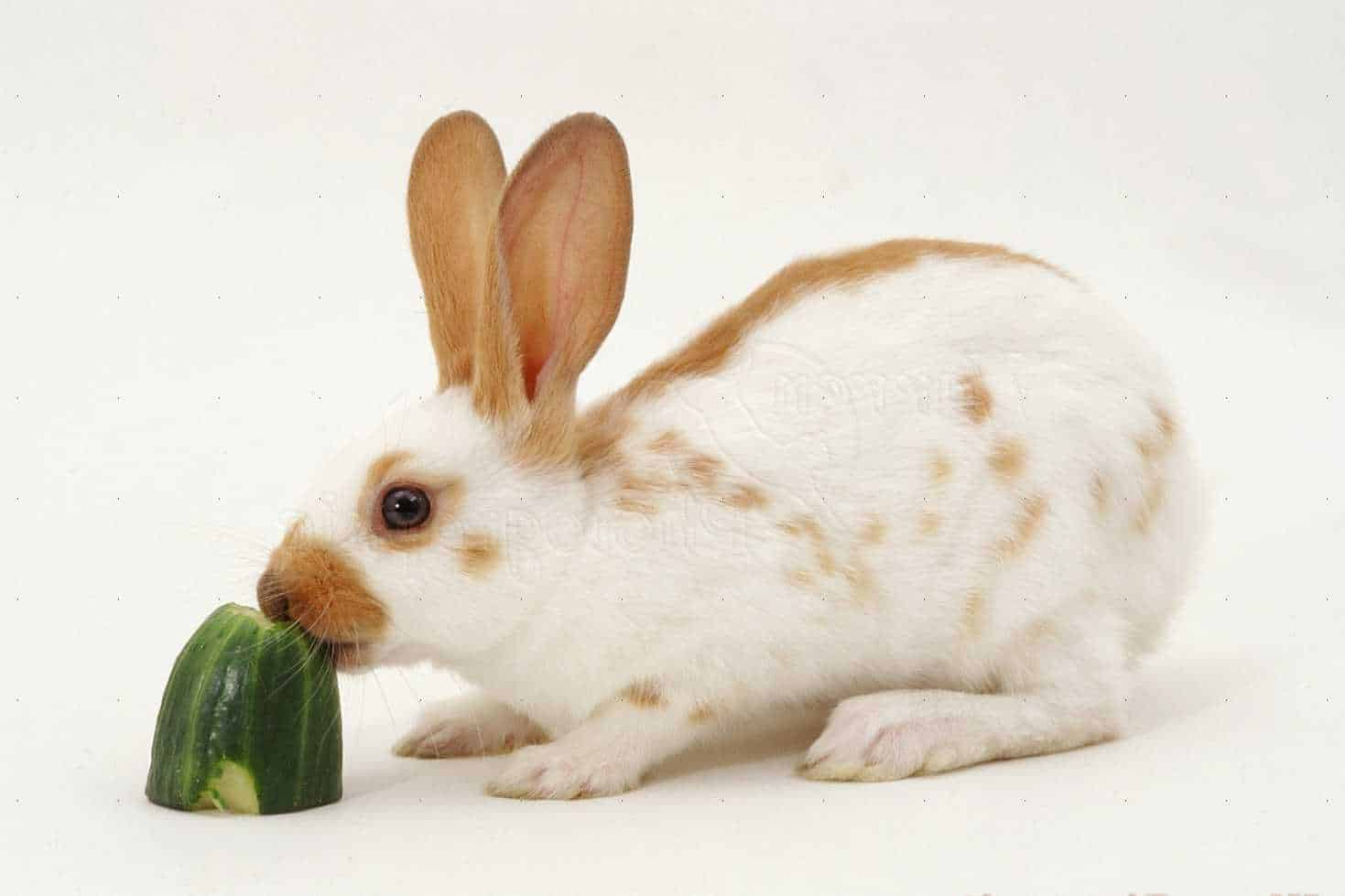 Can Rabbits Eat Zucchini?