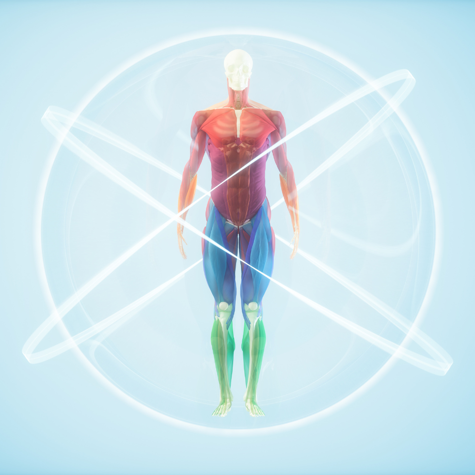 diagram image of the body that shows the different layers -- skin, muscles, bones, organs, etc.