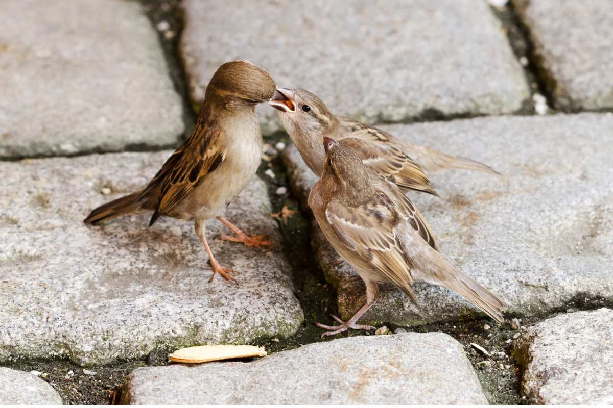 How To Help Baby Birds In Your Garden Help The Next