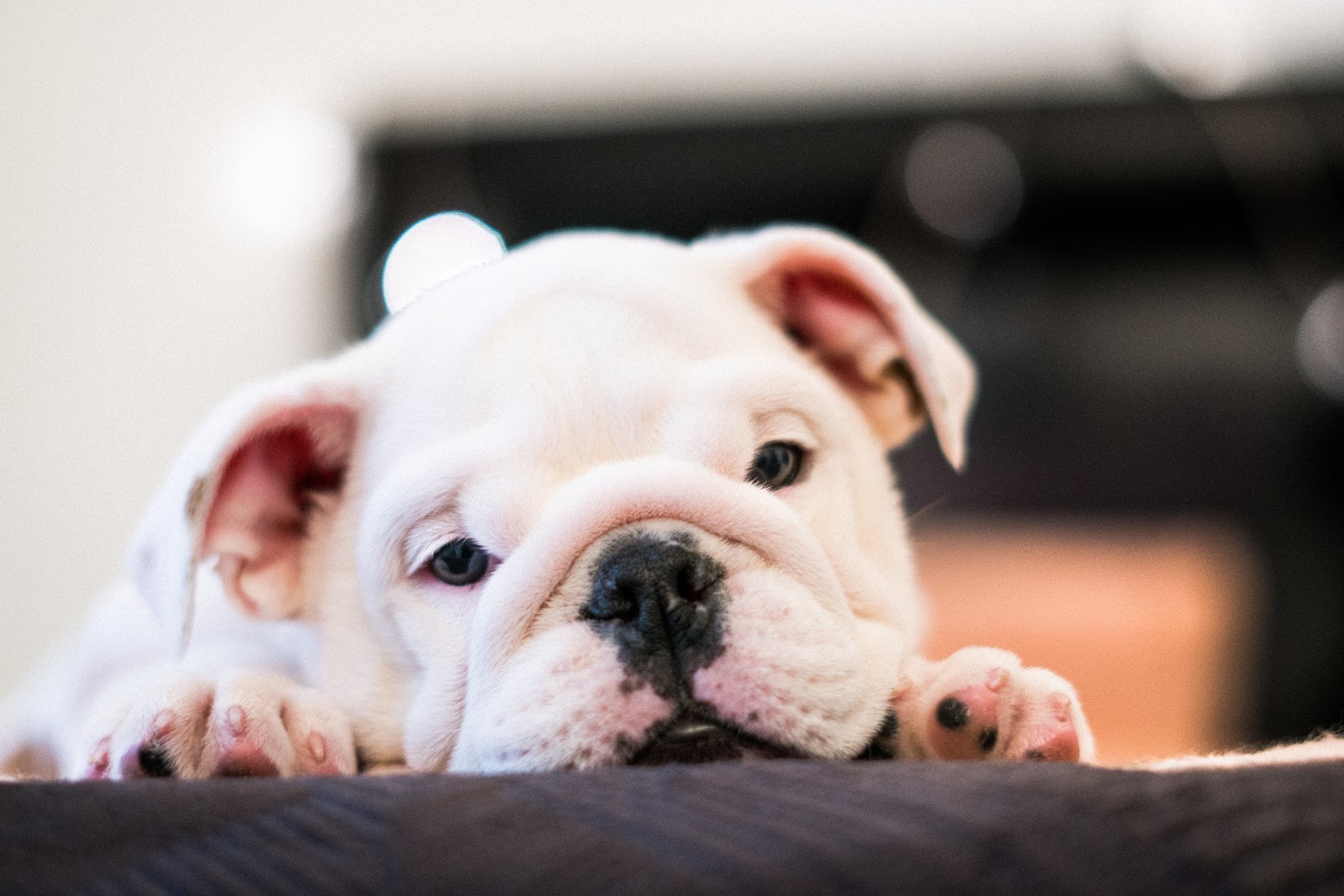 Bulldogs are perfect for families who live in smaller spaces