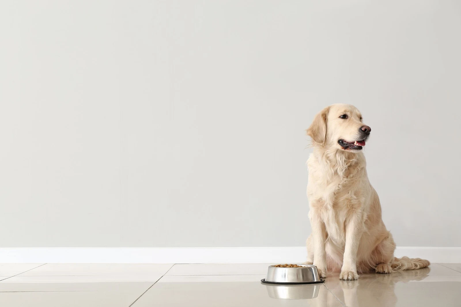 How Long Does It Take a Dog to Digest Food? You May Be Surprised!
