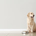 How Long Does It Take a Dog to Digest Food? You May Be Surprised!