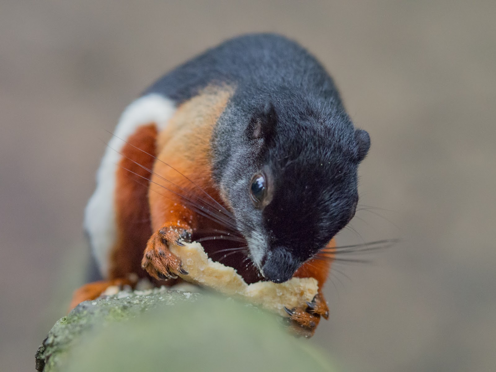 Black rodent with red belly eating a chip