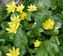 lesser celandine