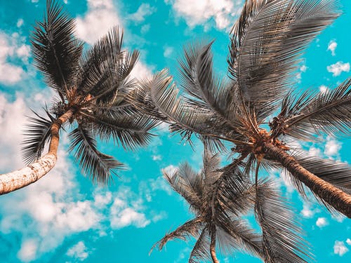 Low Angle Photo of Coconut Trees