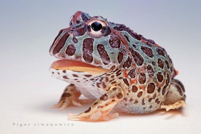 ฮอร์นฟรอก (Horned frog) กบน้อยน่ารัก จอมตะกละ 03