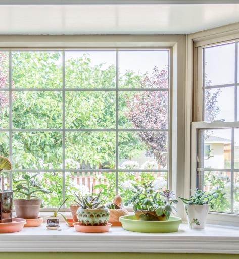 Bay window with thriving plants on the window sill. 