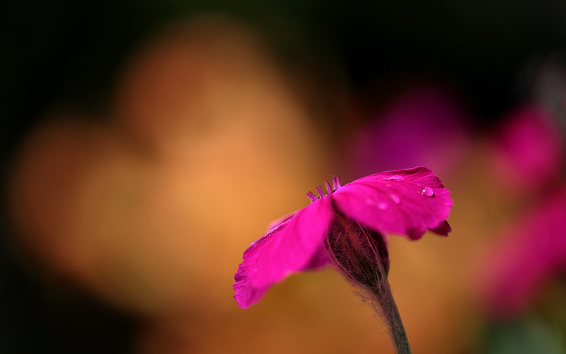 fleur du lychnis