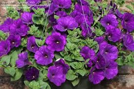 :supertunia royal velvet.jpg